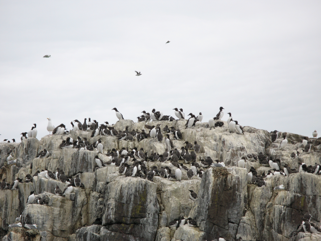 farne