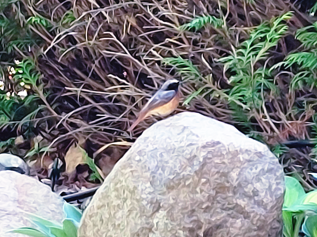 redstart