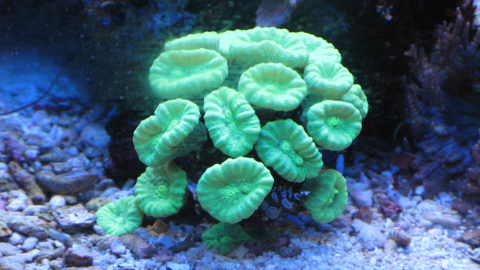 coral