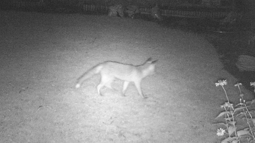 fox in garden