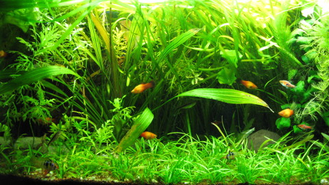 large freshwater tank