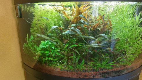 large freshwater tank