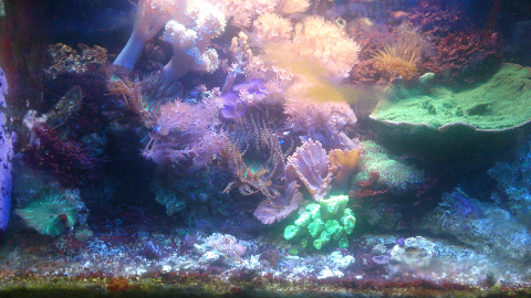 small marine tank