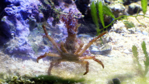 spidercrab